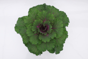 Cabbage-Osaka-IQ-Red P08 Accent546A
