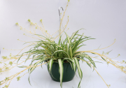 Chlorophytum-comosum-Green-Edge