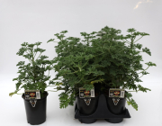 Citronella