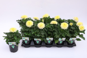 Dahlia-LaBella-Medio-Fun-Yellow-Blush
