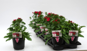 Dianthus-Dart-Raspberry