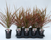 Dracaena-Colorama-18_DR7COL160_542K_86_WK42_3