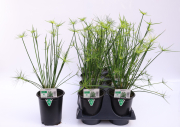 Grass-Cyperus-Cleopatra