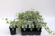 Hedera-Ivy-Glacier