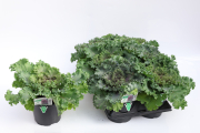 Kale-Nagoya-Rose