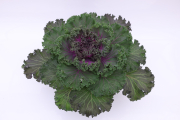 Kale-Nagoya-Rose P08Accent546A