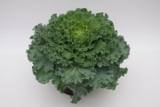 Kale-Nagoya-White