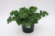 Kale-Yokohama-White P08 Accent546A
