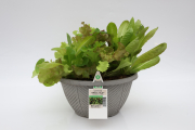 Lettuce-SimplySalad-Alfresco-Mix