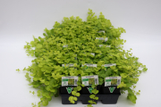 Lysimachia-Goldi