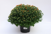 Mum-Arluno-Orange P08 Mum Floreled Lin 5VF