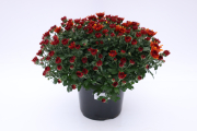 Mum-Avalon-Orange_P08Mum5VOS_1