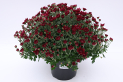 Mum-Avalon-Purple P08Mum5VOS