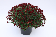 Mum-Avalon-Red_P08Mum5VOS_2