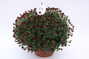 Mum-Avalon-Red_P09Mum5WOS_1