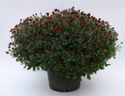 Mum-Avalon-Red_P12Mum5X15_3