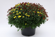 Mum-Avalon-Tricolor-Mix_P12Mum5X15_2
