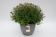 Mum-Beverly-Orange
