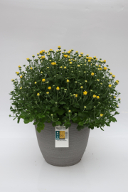 Mum-Chelsey-Yellow