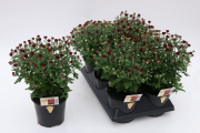 Mum-Hailey-Red-Bronze P05.5/6Mum 5U