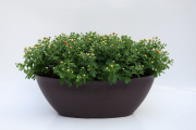 Mum-Mix-GiGi-CoralGoldOra D20 Mum Boval 5X35