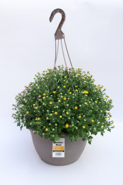 Mum-Mix-GiGi-GoldOraDark-Pink H12 Tricolor Mum5232
