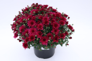 Mum-Morgana-Purple_PO8Mum5VOS_3