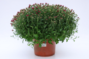 Mum-Soul-Sister-Dark-Pink P09Mum5WOS