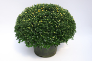 Mum-Tribeca-Yellow P12 Mum Pot 5X15