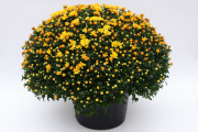Mum-Tribeca-Yellow