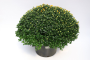 Mum-Tribeca-Yellow D12.5 Bushel Mum5X21