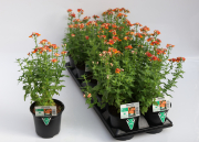 Nemesia-Nesia-Tangerine