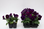 Pan-Del-Pro-Clear-Violet_F8-04FallAnnual561A