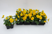Pan-Del-Pro-Clear-Yellow F8-04FallAnnual561A
