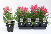 Penstemon-Rock-Candy-Ruby