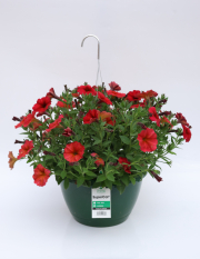 Petchoa-SuperCal-Prem-Red-Maple