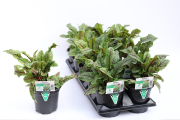 Rumex-Raspberry-Dressing
