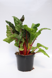 Swiss-Chard-Bright-Lights