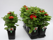 Zinnia-Magellan-Scarlet