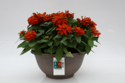Zinnia-Zahara-Double-Fire
