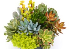 Living-Canvas-8in-Bowl