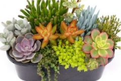 Living Canvas 11in-Bowl