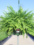 11" HB Boston Fern