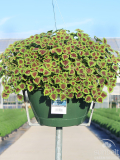 11" HB Coleus Burgundy Wedding Train
