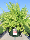 11" Tiger Fern