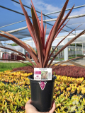 1qt Cordyline Red Star