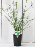1qt Grass Cyperus Cleopatra