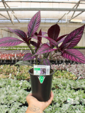 1qt Strobilanthes Persian Shield