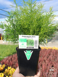 3.5" Asparagus Fern FuzzyFern Frizz