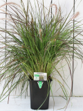 6.5" Grass Pennisetum Rubrum